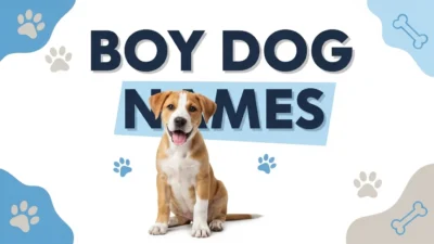 Boy Dog Names