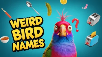 Weird Bird Names